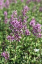 SYBDPURP_20250630113452.JPG