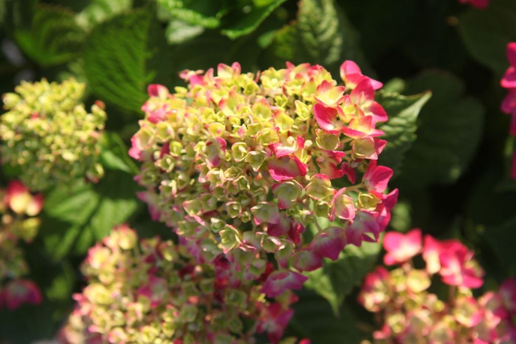 HYMESSLO_20250701073207.JPG