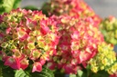 HYMESSLO_20250701073209.JPG