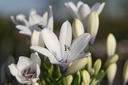 AGATWIST_20250701075909.JPG