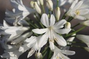 AGWWHITE_20250701080520.JPG