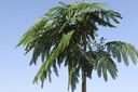 ALJOMBRE_20250701095201.JPG