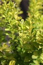 BETGROCK_20250701100216.JPG