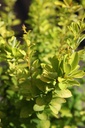 BETGROCK_20250701100217.JPG