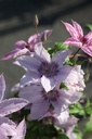 CLHHYBRI_20250701091457.JPG