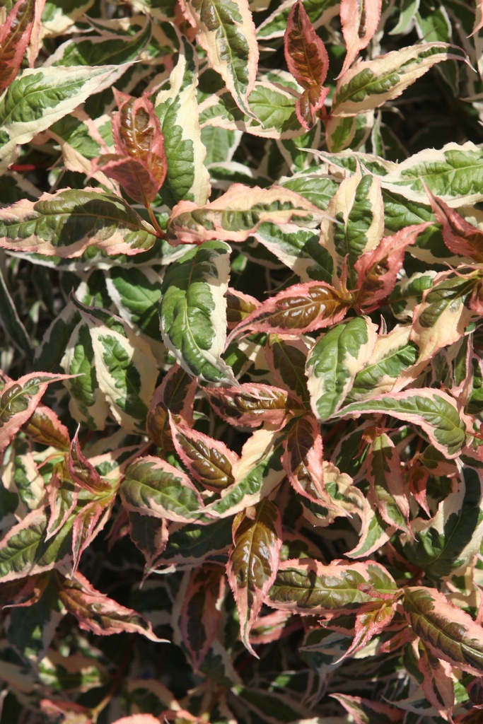 DIKMIXX_20250701111359.JPG