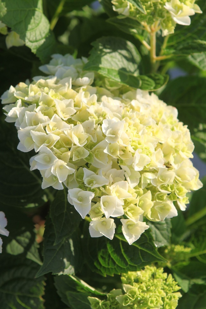 HYMESBRI_20250701073453.JPG
