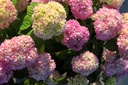 HYMESORI_20250701073741.JPG