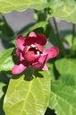 CAAPHROD_20250703141339.JPG