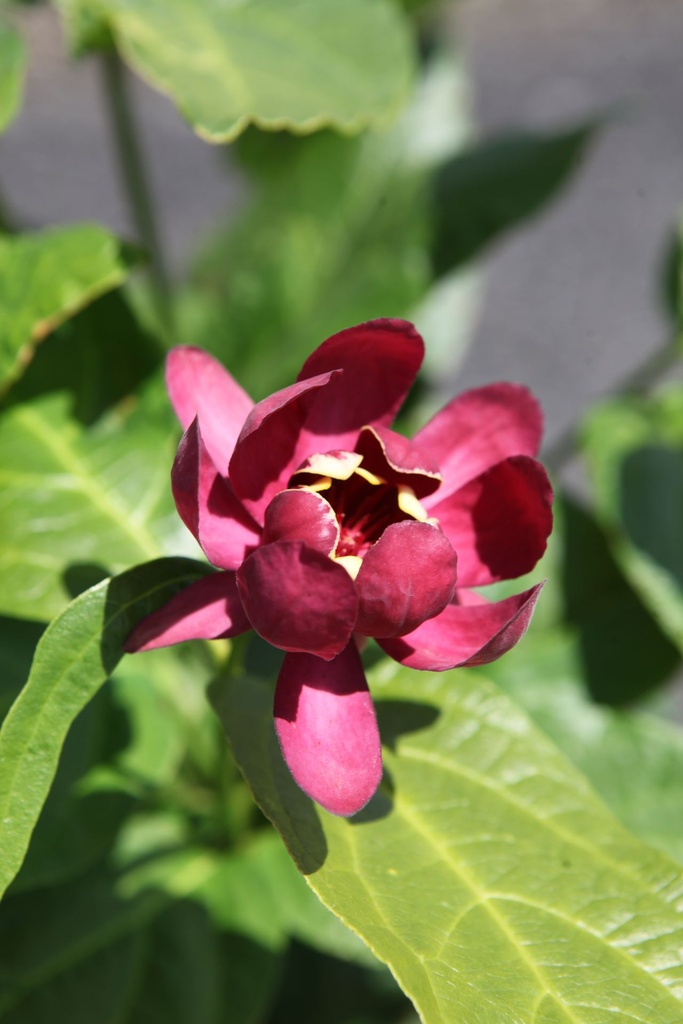 CAAPHROD_20250703141341.JPG