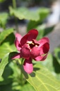 CAAPHROD_20250703141344.JPG