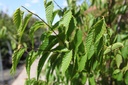 CACAFIRE_20250703145751.JPG