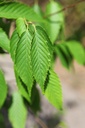 CACAFIRE_20250703145759.JPG