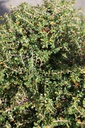 COALGEM_20250703102411.JPG