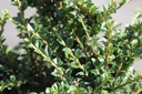 COHORIZO_20250703102122.JPG