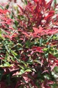 NADOBSES_20250703100036.JPG