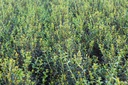 OSBURKWO_20250703094346.JPG