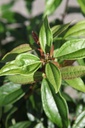 VIDANGUS_20250703100852.JPG