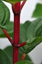 HYPWRED_20090821143920.JPG