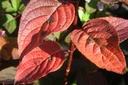 HYPWRED_20101001123556.jpg