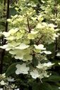 HYPWRED_20120628142453.jpg