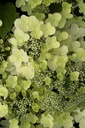 HYPWRED_20120628142524.jpg