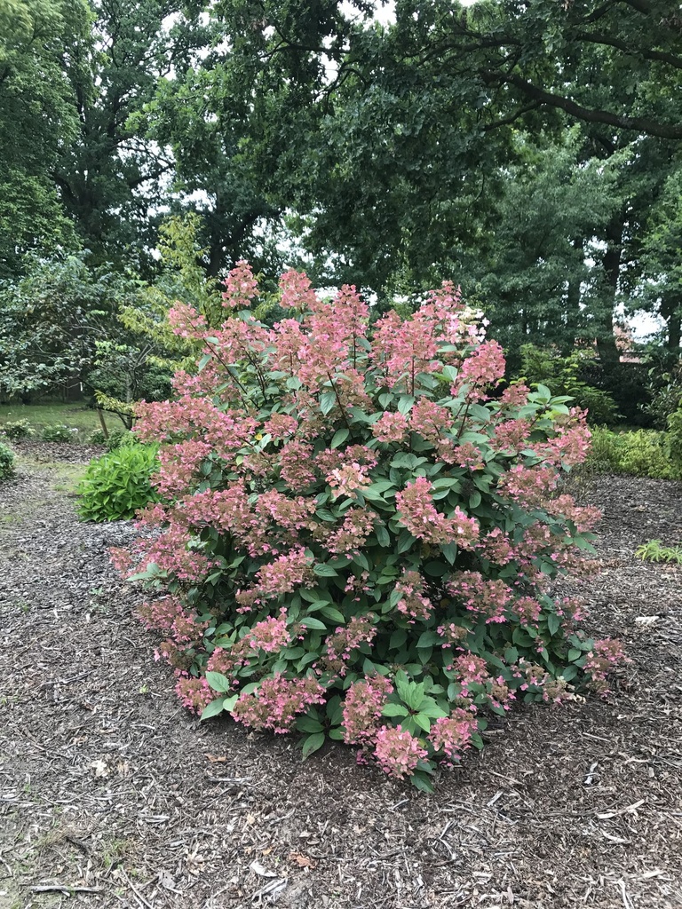 HYPWRED_20170816145810.JPG