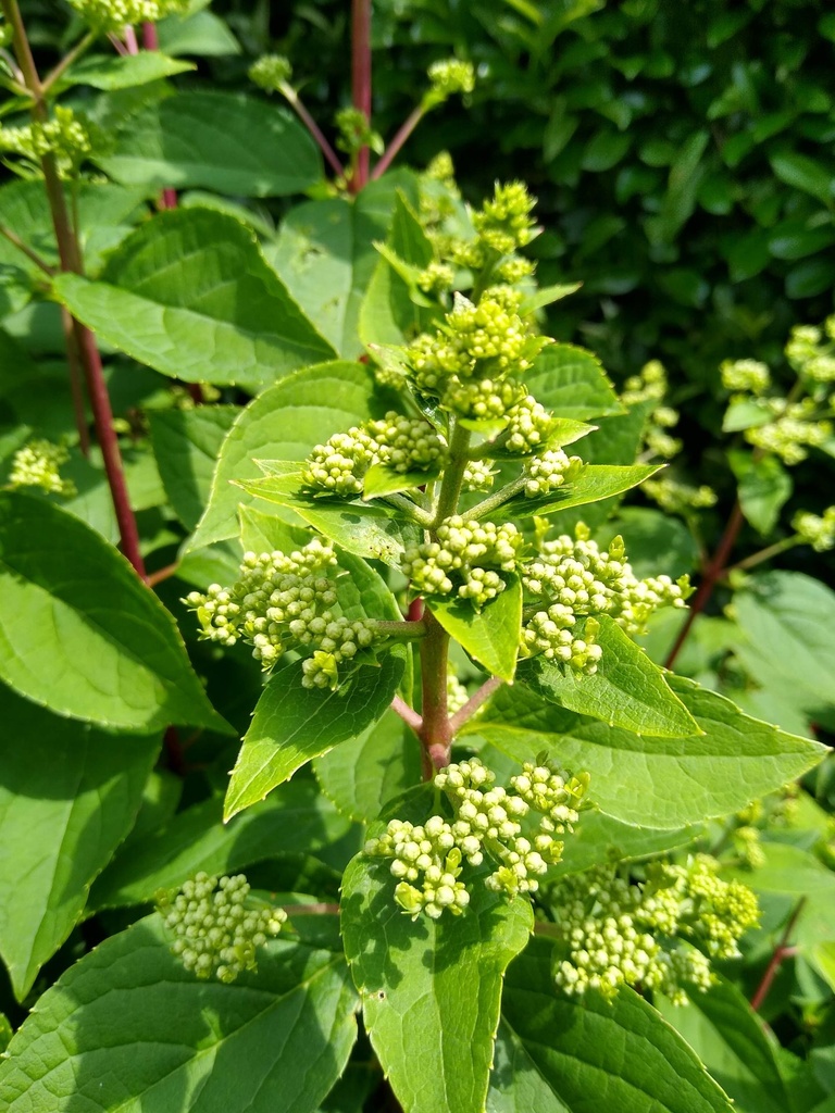 HYPWRED_20190620152556.jpg