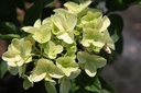 HYPSDOLL_20250702120743.JPG