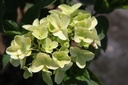 HYPSDOLL_20250702120744.JPG