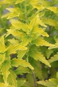CACHGOLD_20250702133002.JPG