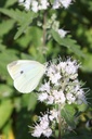 CACPPERF_20250702104014.JPG