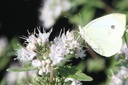 CACPPERF_20250702104050.JPG