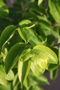 HEMICONI_20250702073226.JPG