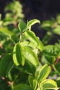 HEMICONI_20250702073325.JPG