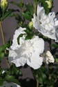 HISWCHIF_20250702100456.JPG