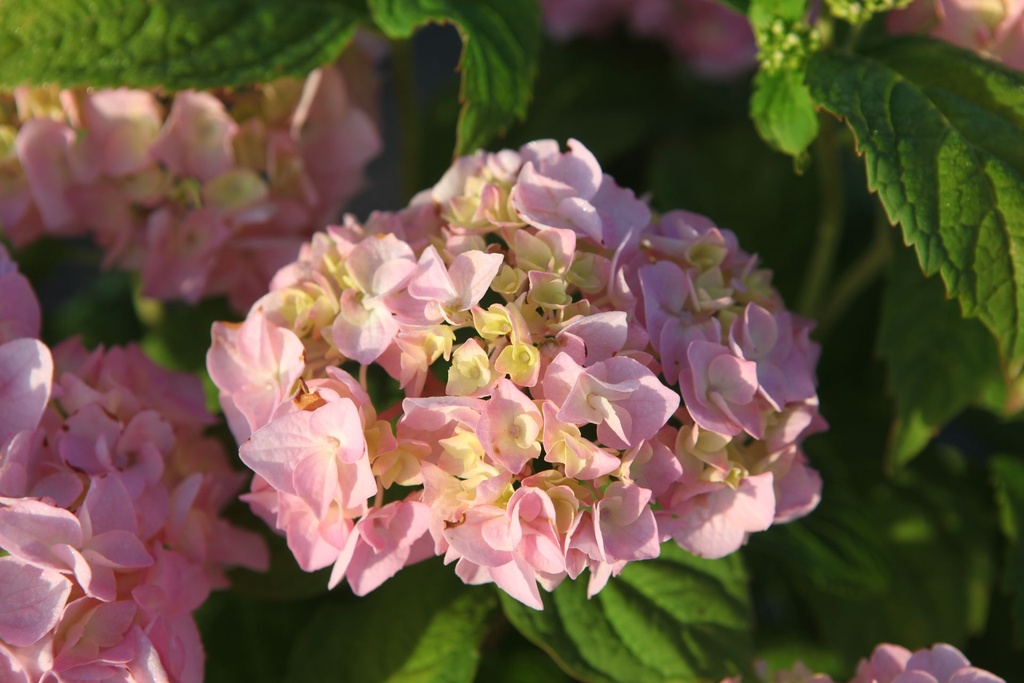 HYMBROSE_20250702074313.JPG