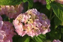 HYMBROSE_20250702074313.JPG