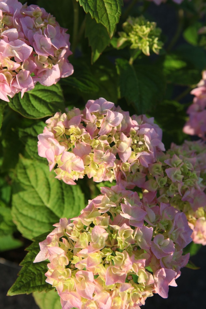 HYMBROSE_20250702074320.JPG