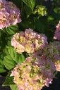 HYMBROSE_20250702074320.JPG