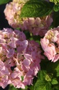 HYMBROSE_20250702074323.JPG