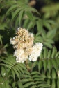 SOSPHOPI_20250702104927.JPG