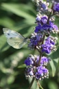 VIACQBEE_20250702101312.JPG