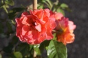 ROWESTER_20250702102858.JPG