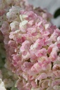 HYPSFRAI_20250707153715.JPG