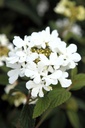 VIPSHIRO_20250707155001.JPG