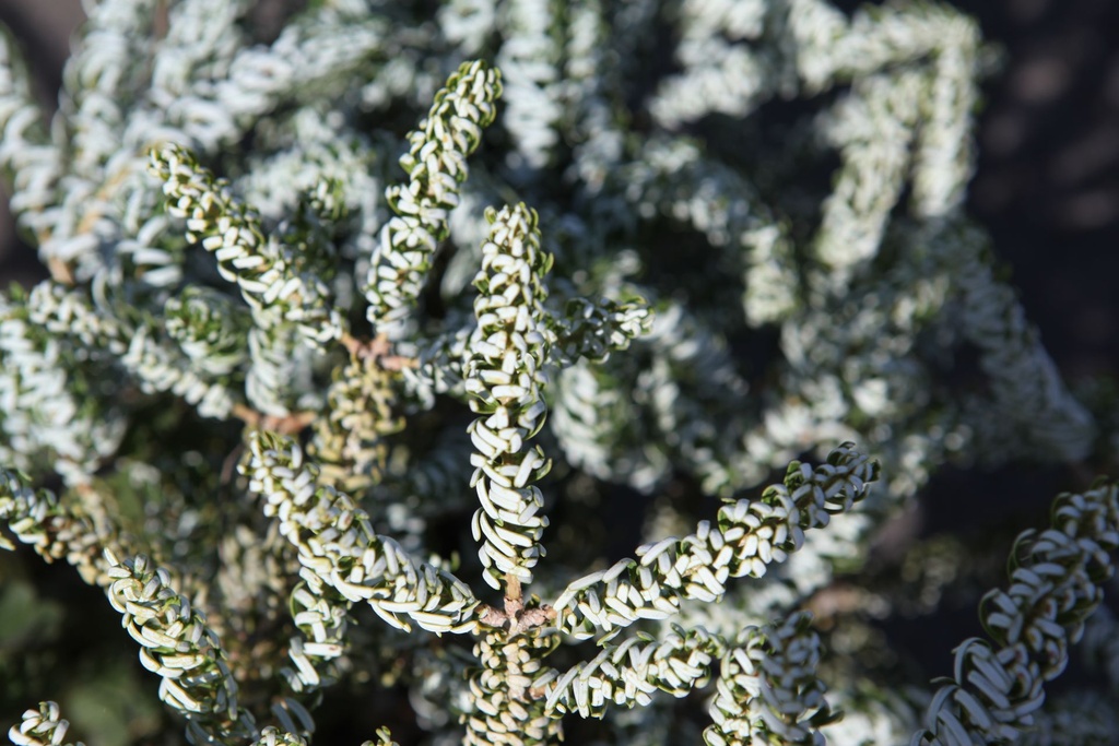 ABKSILBE_20250704115924.JPG