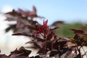 ACPTRSEN_20250704103023.JPG