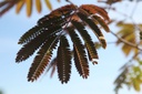 ALJEPRID_20250704100548.JPG