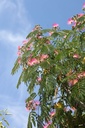 ALJULIBR_20250704121148.JPG